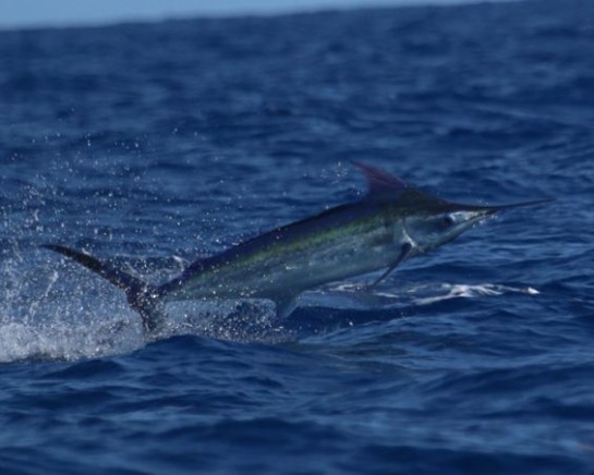 33ft Sportfisher