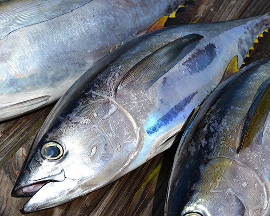 Deep Sea Fishing