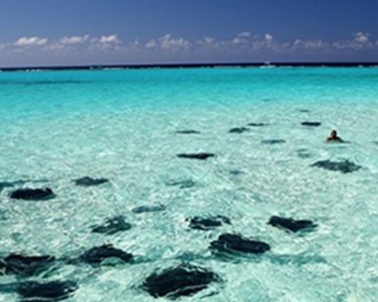 Snorkeling Stingray City